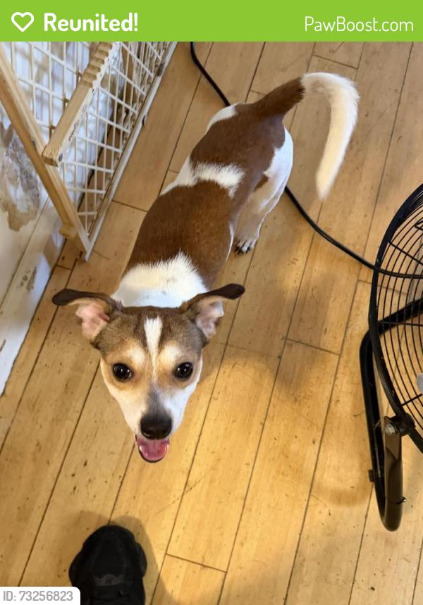 Reunited Male Dog last seen Near east 160 st Bronx ny near the 42nd precinct, The Bronx, NY 10454