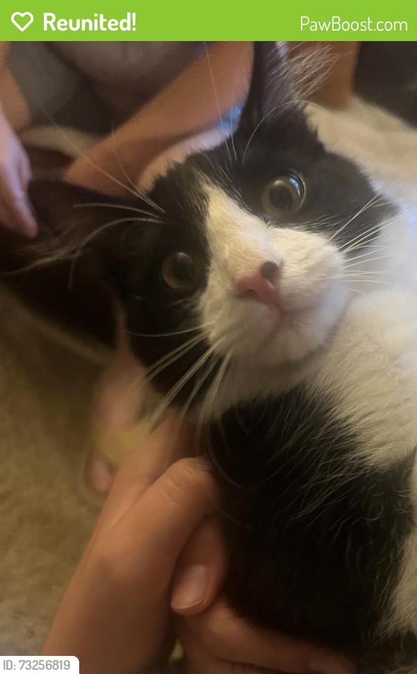 Reunited Male Cat last seen Loma Alta, San Marcos, CA 92069