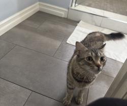 Reunited Female Cat last seen Verdugo, Glendale, CA 91208