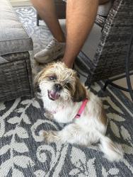 Reunited Male Dog last seen Villa city rd, Groveland, FL 34753