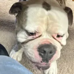 Reunited Male Dog last seen Smokey Joes BBQ, Dallas, TX 75232