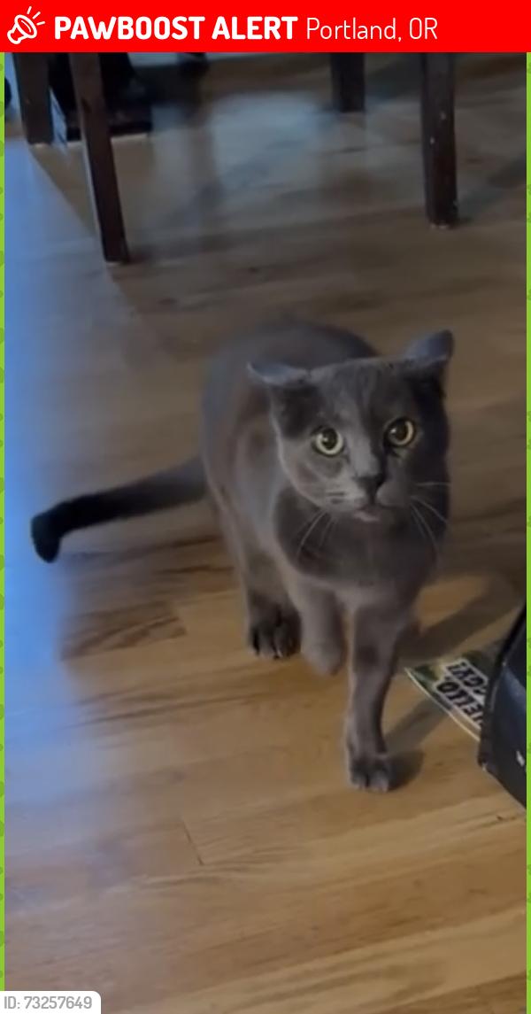 Lost Female Cat last seen SE Cesar Chavez and Rex St, Portland Oregon, Portland, OR 97202