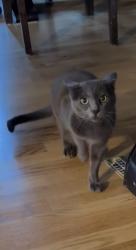 Lost Female Cat last seen SE Cesar Chavez and Rex St, Portland Oregon, Portland, OR 97202