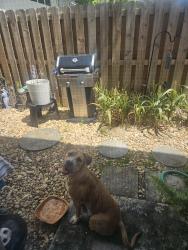 Found/Stray Male Dog last seen 26th ave and middle river dr, Fort Lauderdale, FL 33306