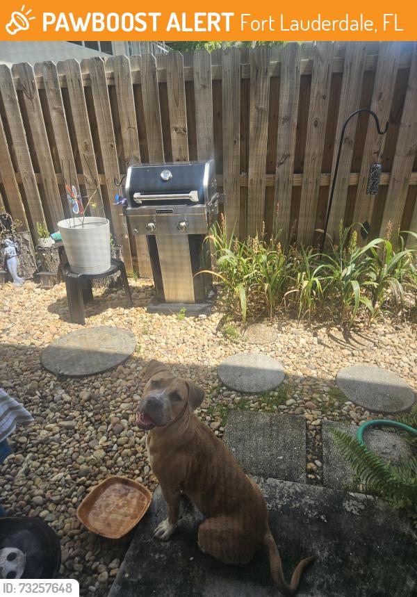 Found/Stray Male Dog last seen 26th ave and middle river dr, Fort Lauderdale, FL 33306
