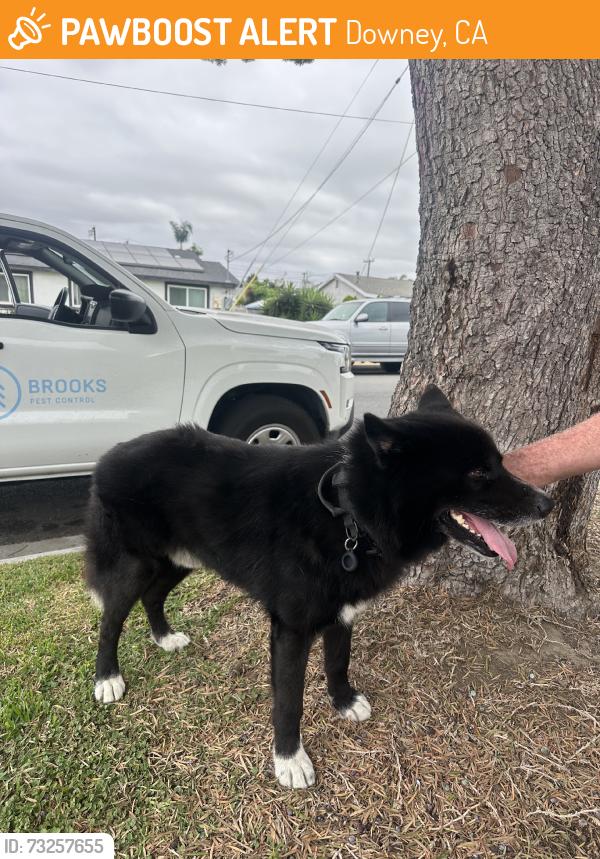 Found/Stray Unknown Dog last seen Klondike ave, Downey, CA 90242