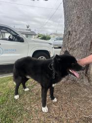 Found/Stray Unknown Dog last seen Klondike ave, Downey, CA 90242