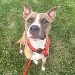 Shelter Stray Female Dog last seen , Animal Care & Control Team of Philly, 111 W Hunting Park Ave, Philadelphia, PA 19140, USA