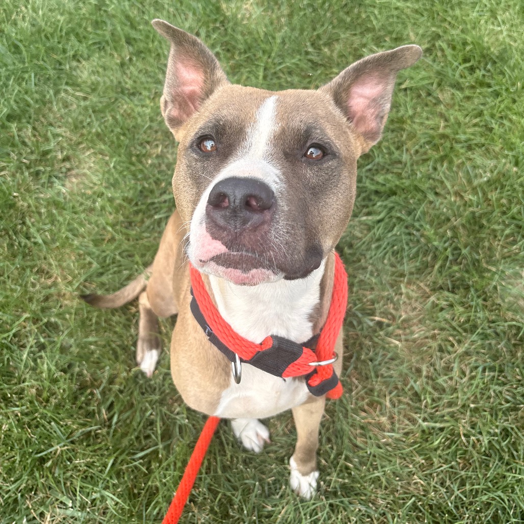 Shelter Stray Female Dog last seen , Animal Care & Control Team of Philly, 111 W Hunting Park Ave, Philadelphia, PA 19140, USA