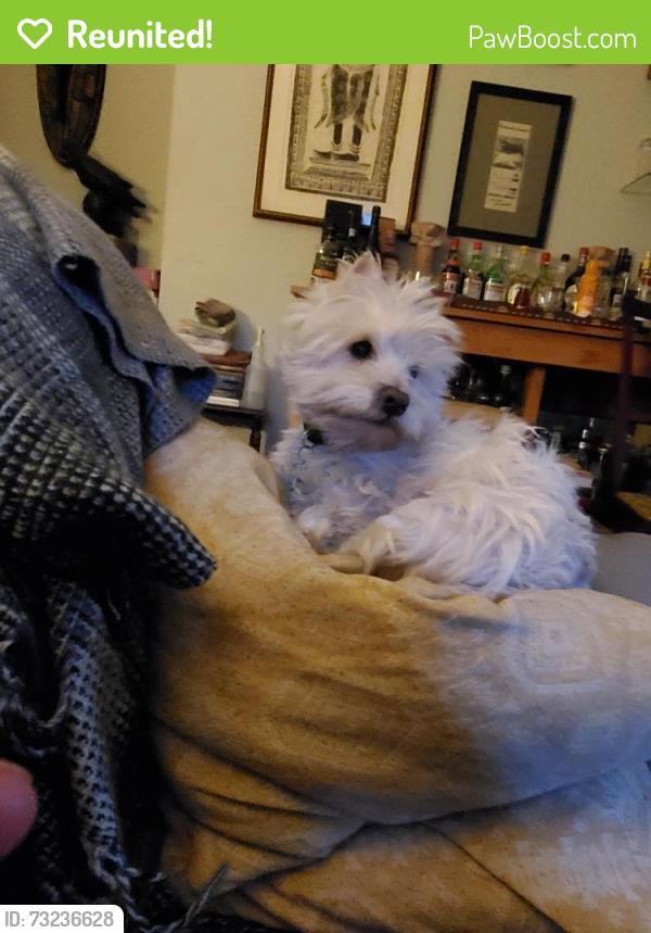 Reunited Female Dog last seen John rogers elementary school, Seattle, WA 98115