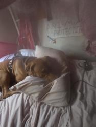 Reunited Male Dog last seen Fisherman's. Warf north nesch, San Francisco, CA 94133