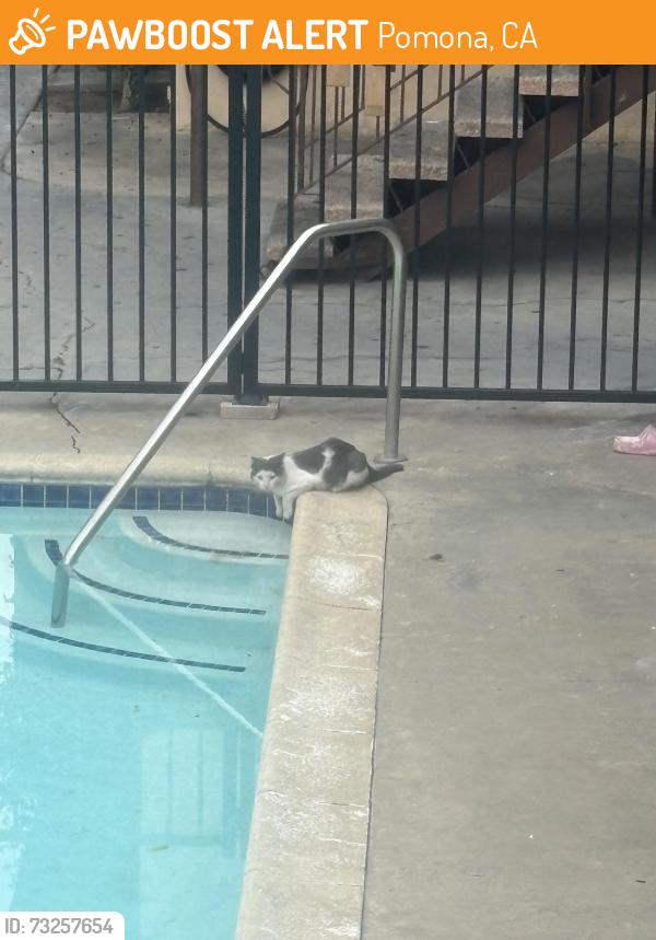 Found/Stray Male Cat last seen Webber, Pomona, CA 91768