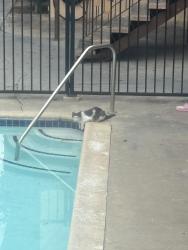 Found/Stray Male Cat last seen Webber, Pomona, CA 91768
