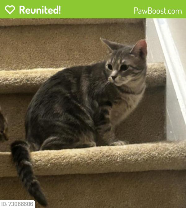 Reunited Female Cat last seen sperry blvd, North New Hyde Park, NY 11040
