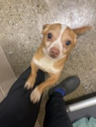 Shelter Stray Male Dog last seen Out of Town, 211 Kind Hearts Wy, Burnsville, NC 28714, USA