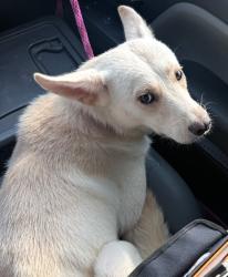 Shelter Stray Male Dog last seen Midwest City, 8485 E Reno Ave, Midwest City, OK 73110, USA