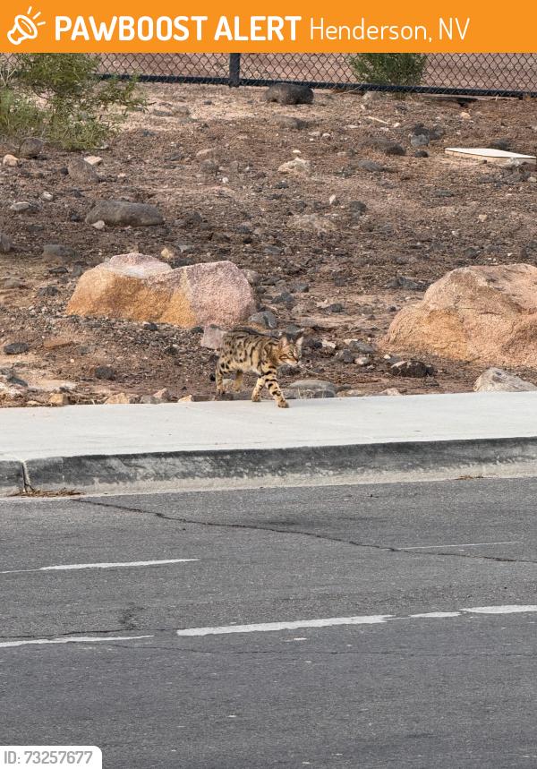 Found/Stray Unknown Cat last seen Thurman White Middle School, Henderson, NV 89014