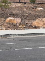 Found/Stray Unknown Cat last seen Thurman White Middle School, Henderson, NV 89014
