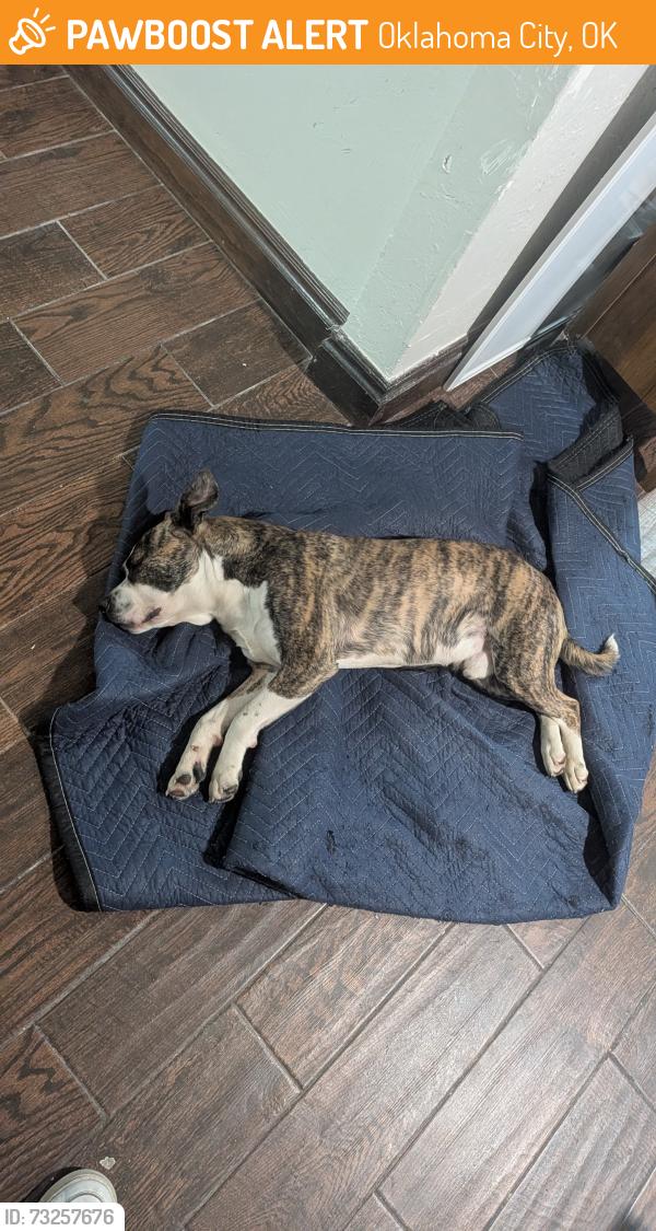 Found/Stray Male Dog last seen SW 48th and s by pass terrace, Oklahoma City, OK 73119