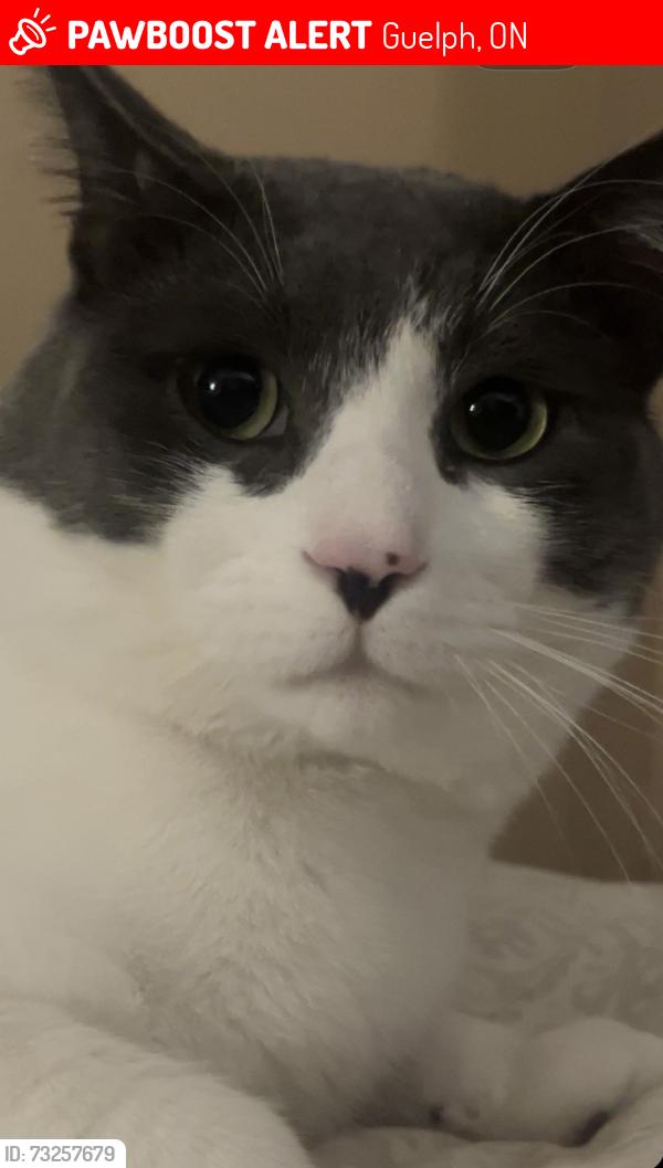 Lost Male Cat last seen Fuller drive near watson in the east of of guelph, Guelph, ON 