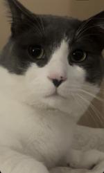 Lost Male Cat last seen Fuller drive near watson in the east of of guelph, Guelph, ON 