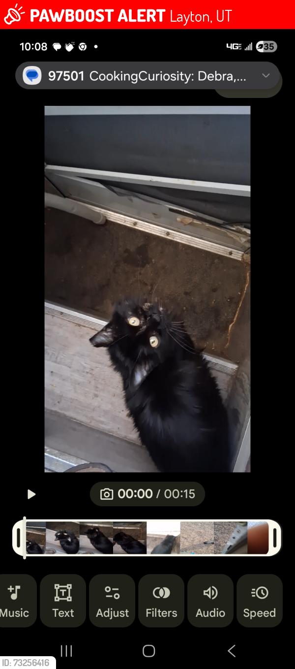Lost Female Cat last seen Hanney Hill rd.Layton, Utah, Layton, UT 84040