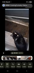 Lost Female Cat last seen Hanney Hill rd.Layton, Utah, Layton, UT 84040