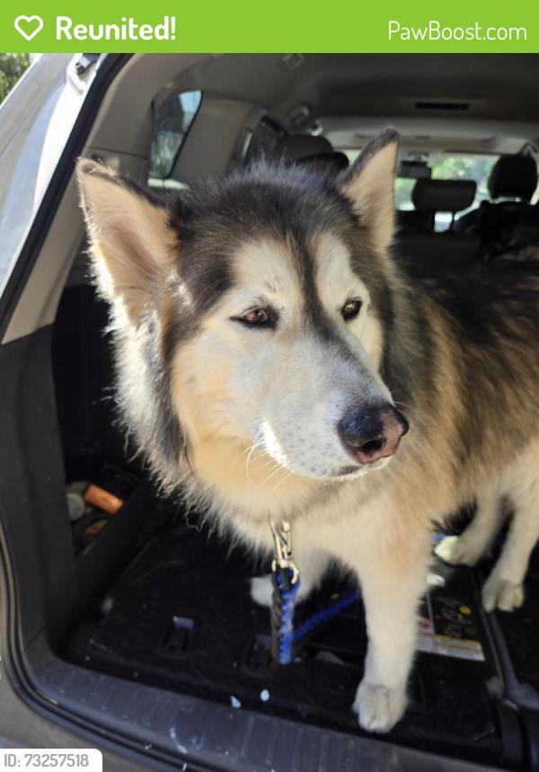 Reunited Male Dog last seen PINEHURST DRIVE OFF MOOG RD, Holiday, FL 34691