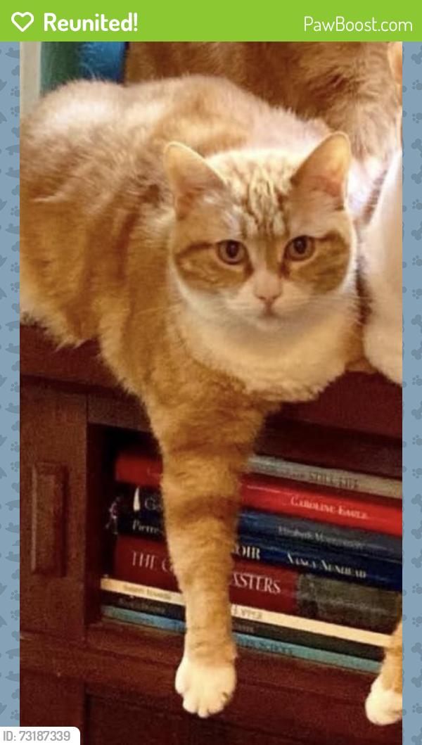 Reunited Female Cat last seen Near Mango Dr, Del Mar, CA 92014, USA, Del Mar, CA 92014