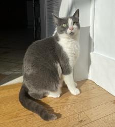 Lost Female Cat last seen St. Peter’s Episcopal Church, Beverly, MA 01915