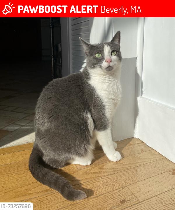Lost Female Cat last seen St. Peter’s Episcopal Church, Beverly, MA 01915