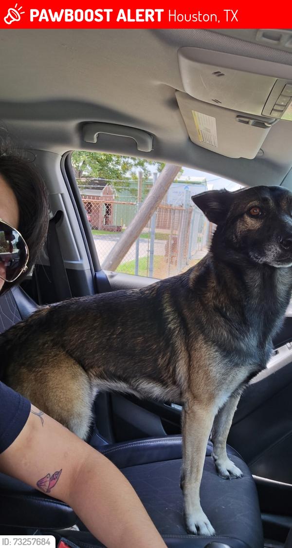 Lost Female Dog last seen Noble, Houston, TX 77009
