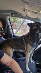 Lost Female Dog last seen Noble, Houston, TX 77009