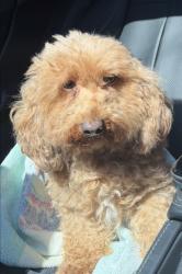 Lost Female Dog last seen Reservoir street, Bridgeport CT, Bridgeport, CT 06606
