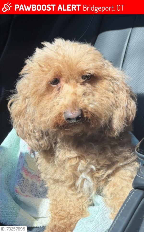 Lost Female Dog last seen Reservoir street, Bridgeport CT, Bridgeport, CT 06606