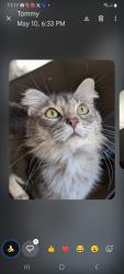Reunited Female Cat last seen Chimney Sweep Dr., Houston, TX 77041