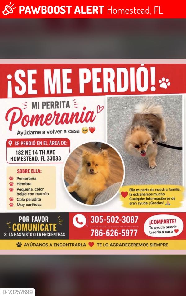 Lost Female Dog last seen Near NE 14 ave hmstd fl 33033, Homestead, FL 33033