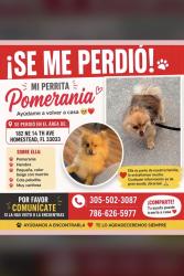 Lost Female Dog last seen Near NE 14 ave hmstd fl 33033, Homestead, FL 33033
