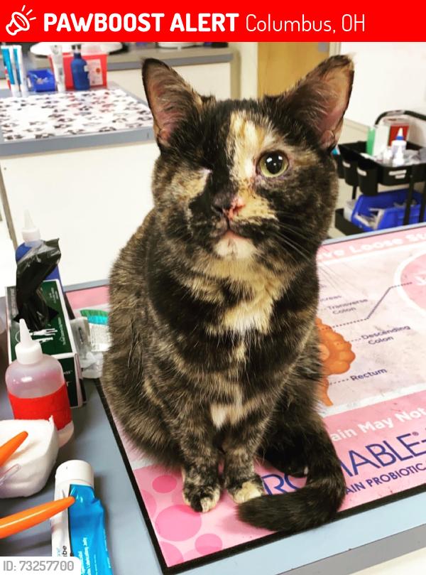 Lost Female Cat last seen Governors blvd and stelzer, Columbus, OH 43219