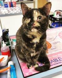 Lost Female Cat last seen Governors blvd and stelzer, Columbus, OH 43219