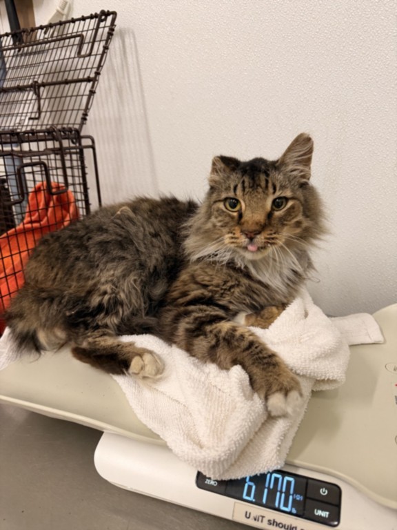Shelter Stray Female Cat last seen CALAVERAS, 16 Barnes Ct, Hayward, CA 94544, USA