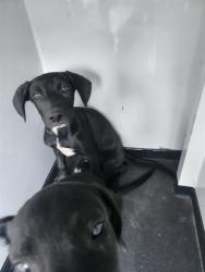 Shelter Stray Male Dog last seen Near BLK TRUXTUN AVE,BAKERSFIELD,CA, 201 S Mt Vernon Ave, Bakersfield, CA 93307, USA