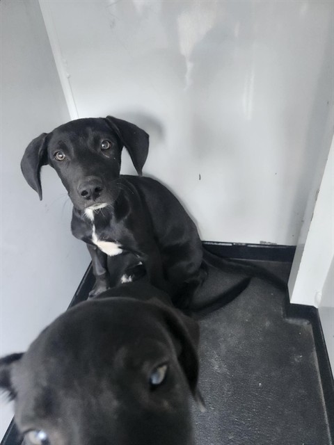 Shelter Stray Male Dog last seen Near BLK TRUXTUN AVE,BAKERSFIELD,CA, 201 S Mt Vernon Ave, Bakersfield, CA 93307, USA
