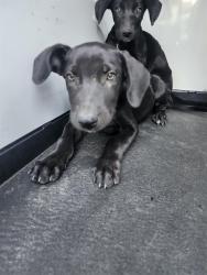 Shelter Stray Male Dog last seen Near BLK TRUXTUN AVE,BAKERSFIELD,CA, 201 S Mt Vernon Ave, Bakersfield, CA 93307, USA