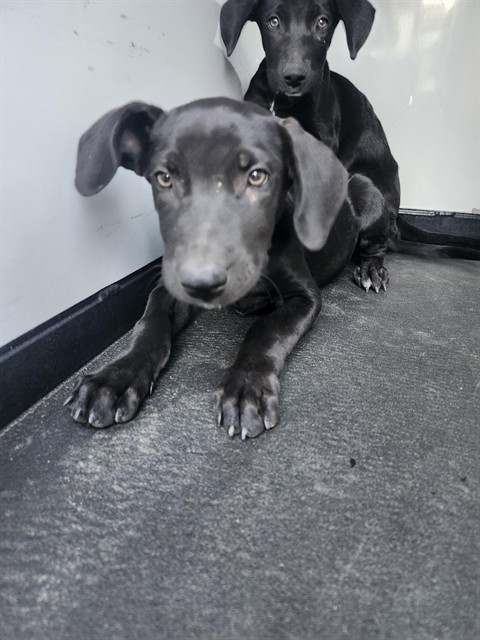 Shelter Stray Male Dog last seen Near BLK TRUXTUN AVE,BAKERSFIELD,CA, 201 S Mt Vernon Ave, Bakersfield, CA 93307, USA