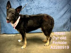 Shelter Stray Female Dog last seen , West Valley Animal Shelter, 20655 Plummer St, Chatsworth, CA 91311, USA