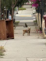 Found/Stray Male Dog last seen St. Louis and Cesar Chavez, Los Angeles, CA 90033