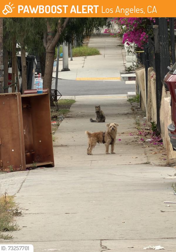 Found/Stray Male Dog last seen St. Louis and Cesar Chavez, Los Angeles, CA 90033