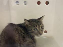 Shelter Stray Unknown Cat last seen Near BLOCK N 68TH ST, 3839 W Burnham St, West Milwaukee, WI 53215, USA