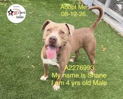 Shelter Stray Male Dog last seen , 1850 W 60th St, Los Angeles, CA 90047, USA